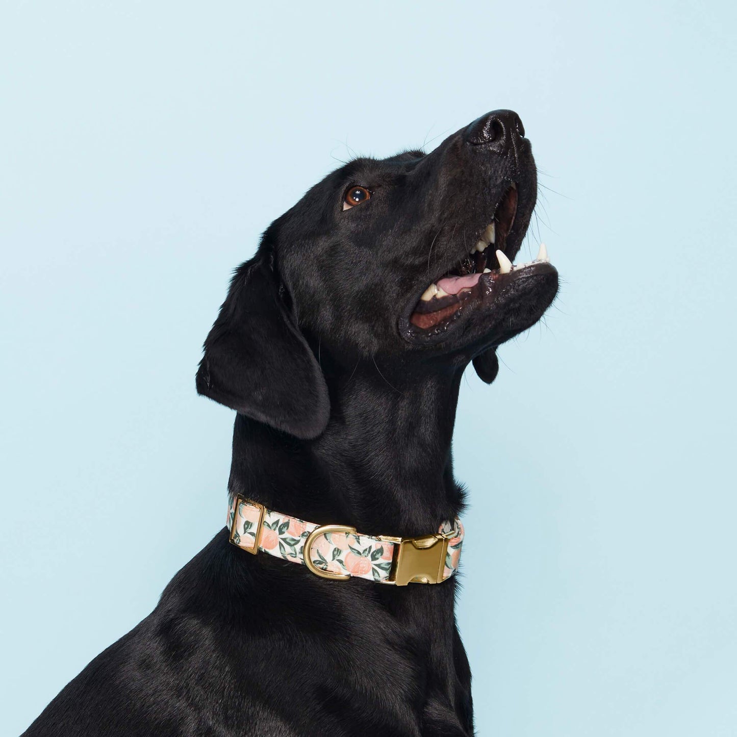 Peaches and Cream Dog Collar